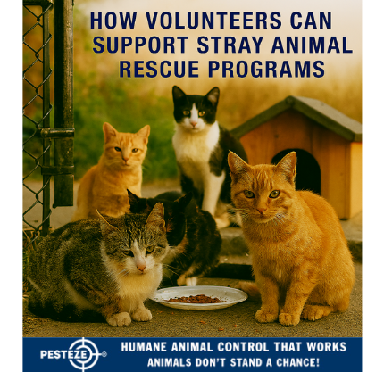 HOW VOLUNTEERS CAN SUPPORT STRAY ANIMAL RESCUE PROGRAMS