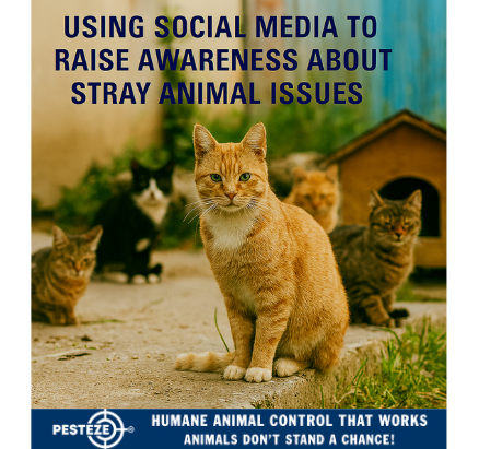 USING SOCIAL MEDIA TO RAISE AWARENESS ABOUT STRAY ANIMAL ISSUES