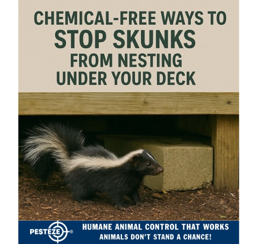 CHEMICAL-FREE WAYS TO STOP SKUNKS FROM NESTING UNDER YOUR DECK