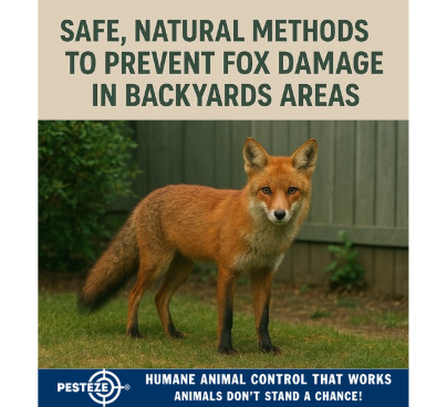 SAFE, NATURAL METHODS TO PREVENT FOX DAMAGE IN BACKYARDS