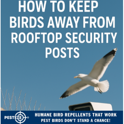 HOW TO KEEP BIRDS AWAY FROM ROOFTOP SECURITY POSTS