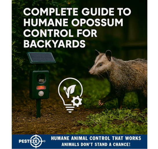 COMPLETE GUIDE TO HUMANE OPOSSUM CONTROL FOR BACKYARDS