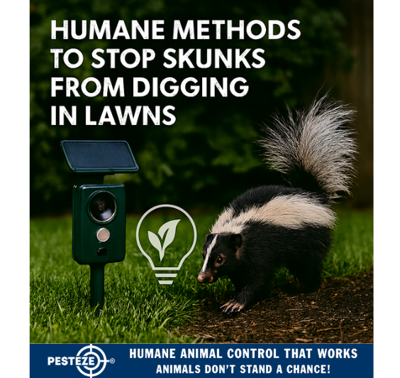 HUMANE METHODS TO STOP SKUNKS FROM DIGGING IN LAWNS