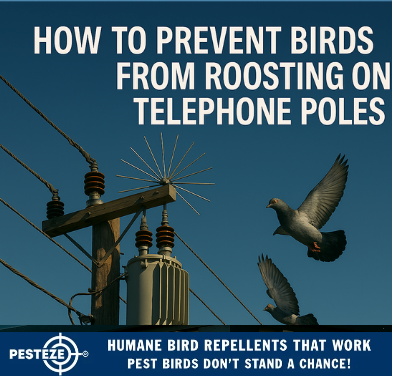 HOW TO PREVENT BIRDS FROM ROOSTING ON TELEPHONE POLES