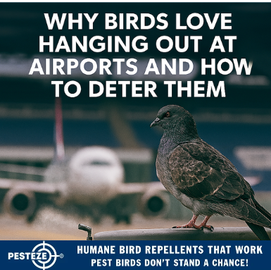 WHY BIRDS LOVE HANGING OUT AT AIRPORTS AND HOW TO DETER THEM