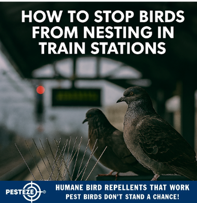 HOW TO STOP BIRDS FROM NESTING IN TRAIN STATIONS