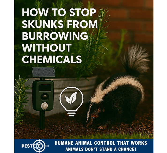 HOW TO STOP SKUNKS FROM BURROWING WITHOUT CHEMICALS
