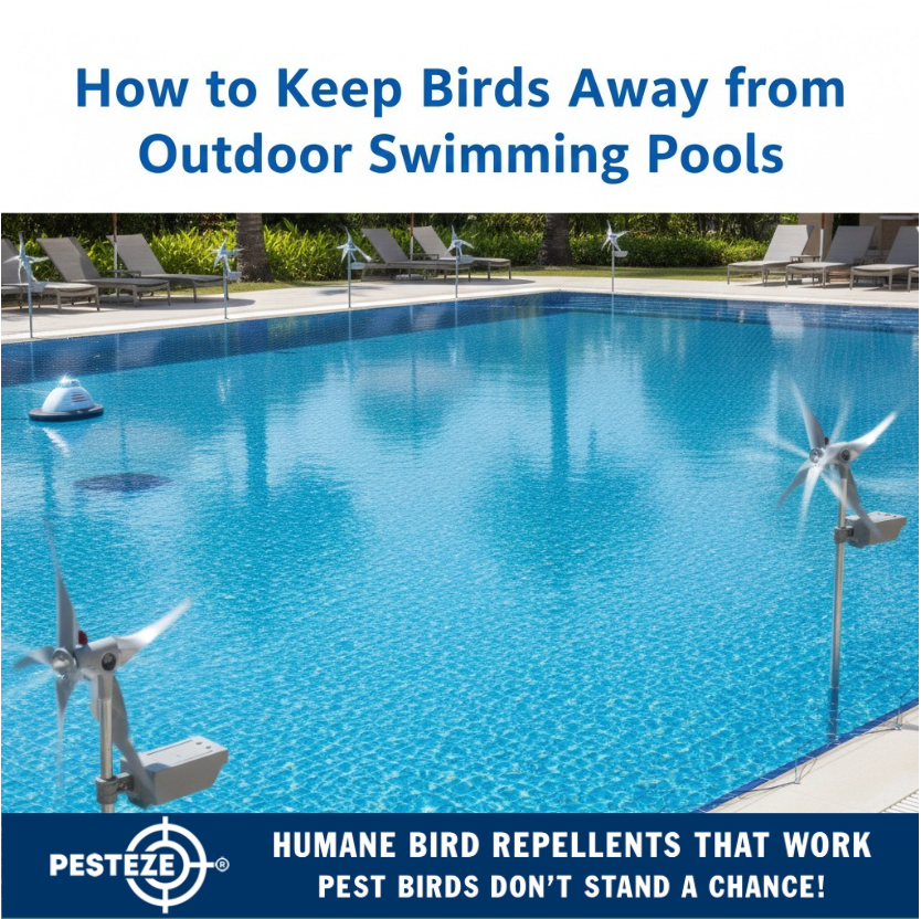 HOW TO KEEP BIRDS AWAY FROM OUTDOOR SWIMMING POOLS