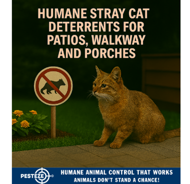 HUMANE STRAY CAT DETERRENTS FOR PATIOS, WALKWAYS, AND PORCHES
