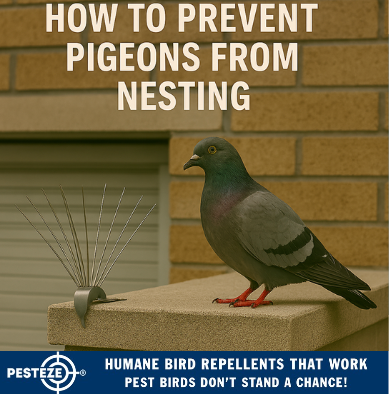HOW TO PREVENT PIGEONS FROM NESTING