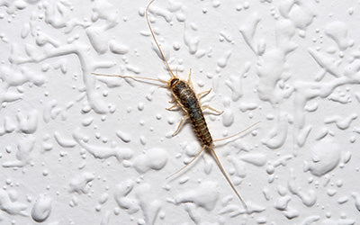 KEEP SILVERFISH OUT OF YOUR BASEMENT FOR GOOD