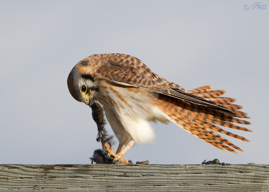 HOW TO DETER KESTRELS: HUMANE STRATEGIES TO PROTECT YOUR SPACE