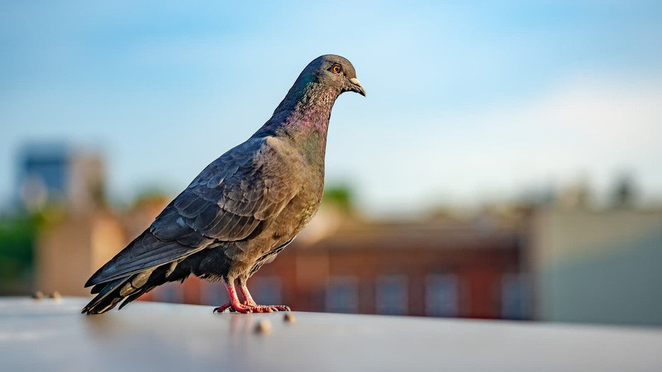 HOW TO DETER BIRDS FROM VENTURING INDOORS: KEEP YOUR SPACE BIRD-FREE!