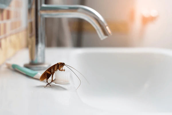 KEEP BATHROOMS COCKROACH-FREE WITH SIMPLE TACTICS!