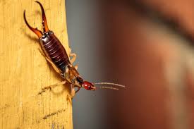 KEEP EARWIGS OUT OF YOUR BASEMENT CORNERS WITH EASY METHODS