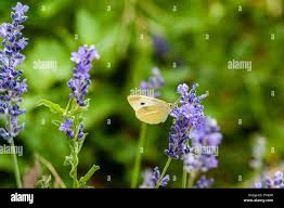 KEEP MOTHS AWAY WITH THE POWER OF LAVENDER