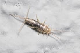 USE NATURAL REPELLENTS TO KEEP SILVERFISH AT BAY