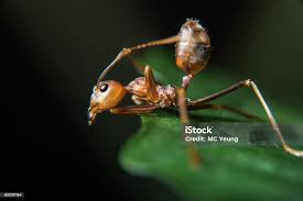 PROTECT PLAYTIME: KEEP FIRE ANTS OUT OF SANDBOXES