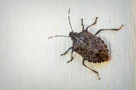 BLOCK STINK BUGS FROM ENTERING YOUR HOME WITH THESE SIMPLE STRATEGIES