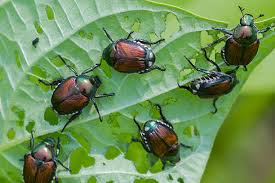 BEST WAYS TO DETER JAPANESE BEETLES