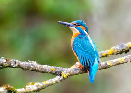 HOW TO DETER KINGFISHERS: PROTECTING YOUR FISH STOCK AND GARDEN!