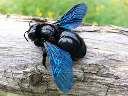 HOW TO PREVENT CARPENTER BEES IN FENCES