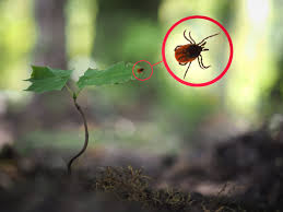 HOW TO KEEP TICKS OUT OF GARDENS