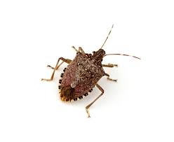 KEEP STINK BUGS AWAY FROM WINDOWS WITH SIMPLE SOLUTIONS