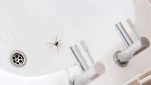 HOW TO DETER SPIDERS FROM BATHROOMS