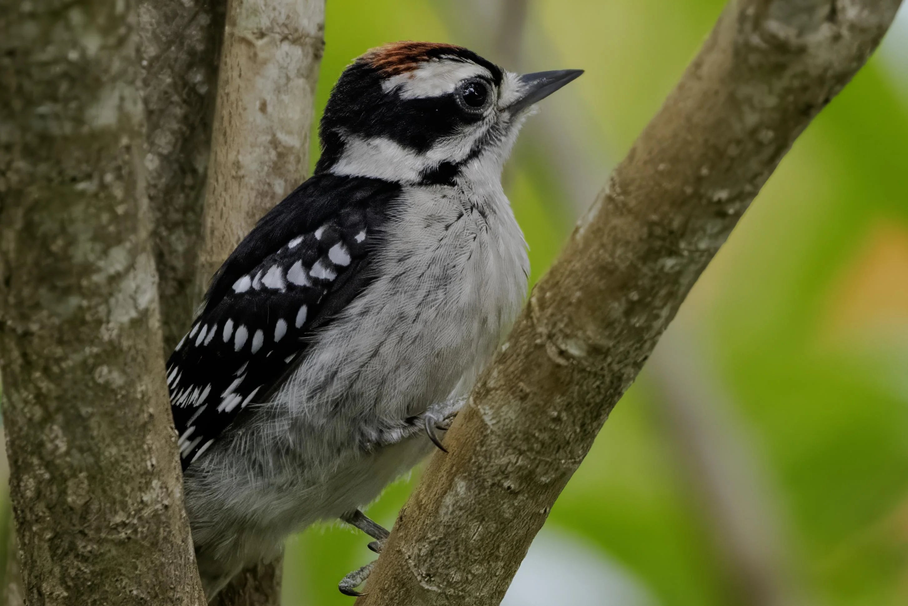 KEEP WOODPECKERS AWAY WITH THESE HUMANE AND EFFECTIVE STRATEGIES!