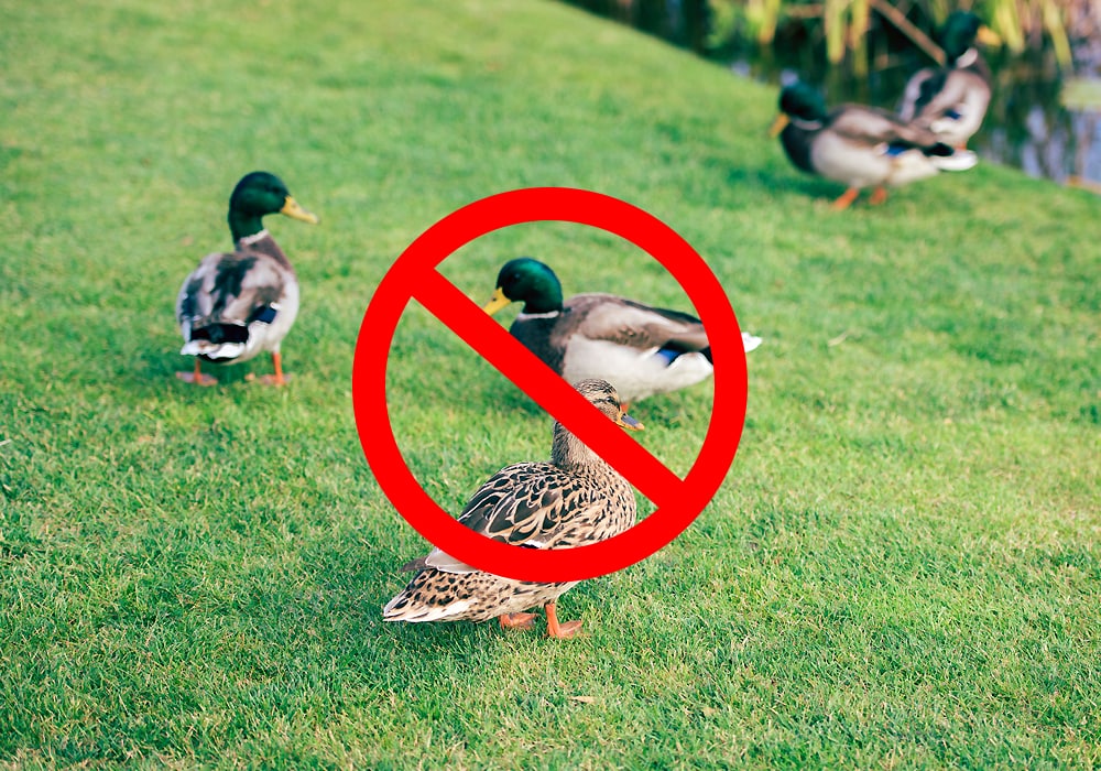 HOW TO DETER DUCKS: HUMANE AND EFFECTIVE SOLUTIONS!