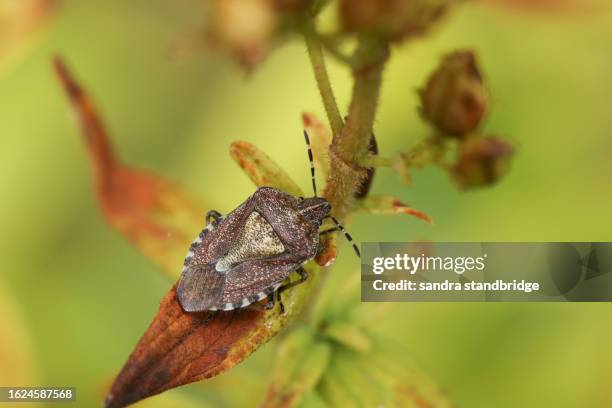 PREVENT STINK BUGS FROM RUINING HARVEST SEASON