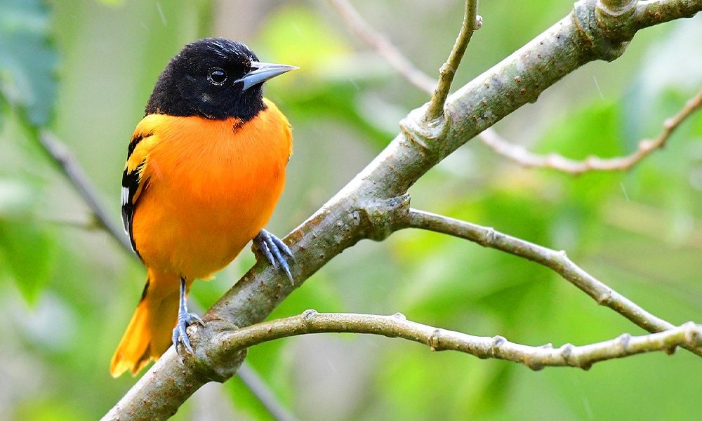 HOW TO DETER ORIOLES: KEEP YOUR PROPERTY SAFE FROM THESE COLORFUL BIRDS