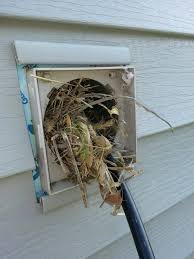 PREVENT BIRDS FROM NESTING IN DRYER VENTS WITH THESE EFFECTIVE SOLUTIONS!