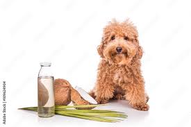 USING ESSENTIAL OILS TO REPEL FLEAS FROM PETS