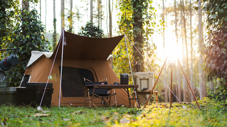 KEEP BIRDS AWAY FROM CAMPING SITES WITH SIMPLE STRATEGIES