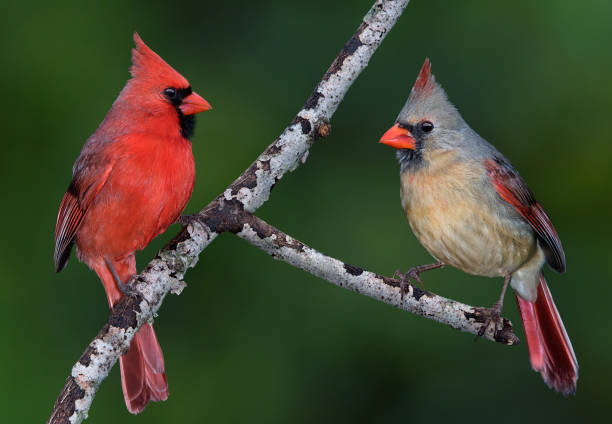 HOW TO DETER CARDINALS: PROTECTING YOUR GARDEN AND BIRD FEEDERS!