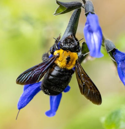 HOW TO KEEP CARPENTER BEES FROM DECKS