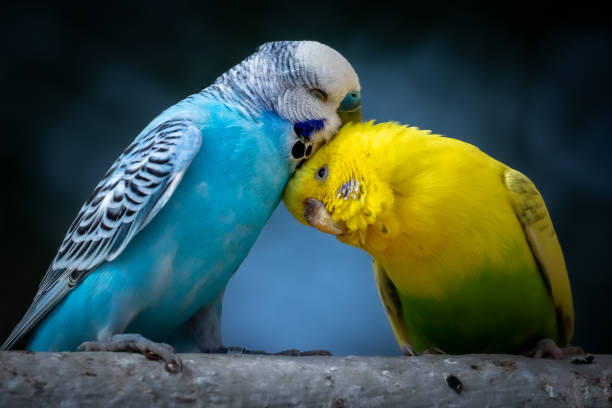 HOW TO DETER PARAKEETS: PROTECTING YOUR GARDEN AND PROPERTY!