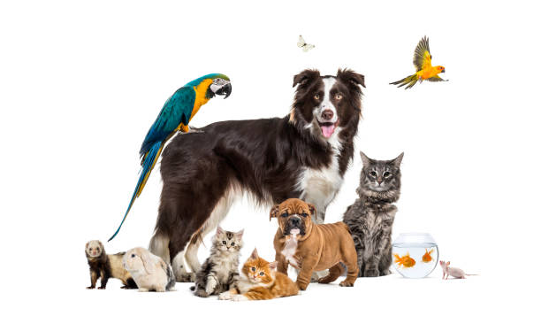 TRAIN YOUR PETS TO DETER BIRDS HUMANELY AND EFFECTIVELY!