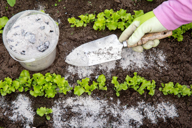 HOW TO KEEP BEETLES OUT OF VEGETABLE GARDENS