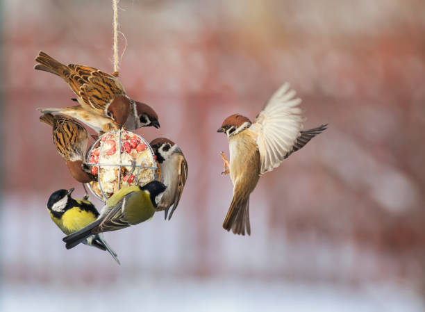 KEEP BIRDS FROM RAIDING YOUR FEEDERS WITH SMART AND SIMPLE SOLUTIONS!