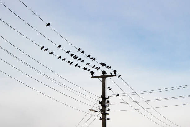 KEEP BIRDS AWAY FROM POWER LINES WITH EFFECTIVE AND HUMANE METHODS!