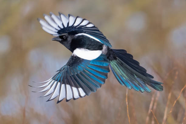 HOW TO DETER MAGPIES: PROTECTING YOUR GARDEN AND PROPERTY!