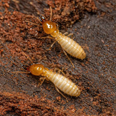 HOW TO DETER TERMITES FROM WOOD STRUCTURES