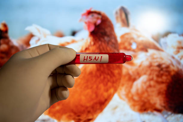 PROTECT YOURSELF AND OTHERS: PREVENT BIRD FLU WITH SIMPLE STEPS!