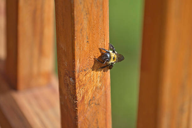 HOW TO KEEP CARPENTER BEES FROM DECKS