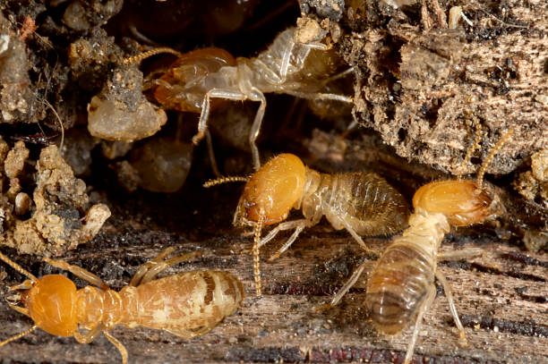 HOW TO PREVENT TERMITES IN OUTDOOR FURNITURE