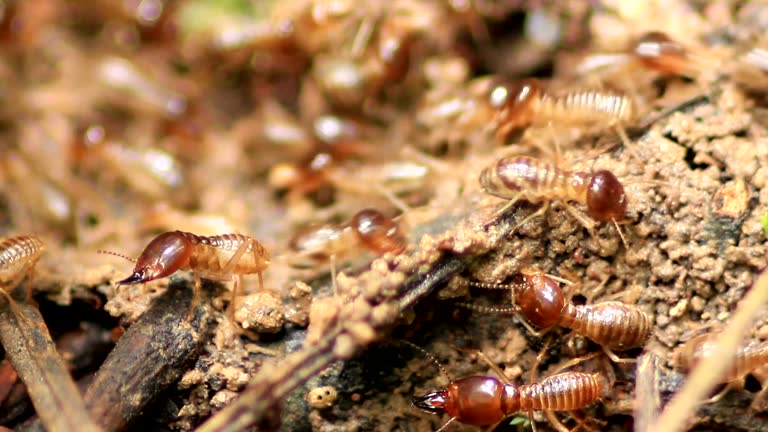 BEST TERMITE PREVENTION PRACTICES FOR HOMES