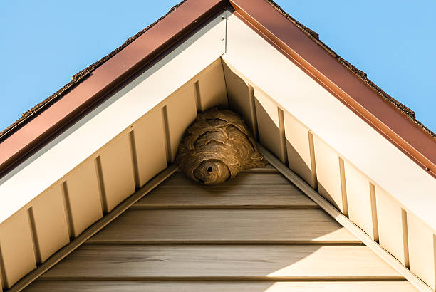 PREVENT WASPS FROM NESTING UNDER YOUR ROOF EFFECTIVELY!